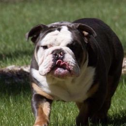 Bulldogs from Black Bear Bullies