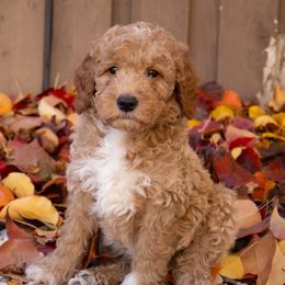 Oak - Apricot male Goldendoodle puppy in Temecula, California from Temecula Creek Doodles