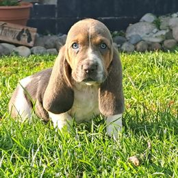 Lime green - Blue tan and white Basset Hound puppy in Carleton, Michigan from Floppy Ears Farm