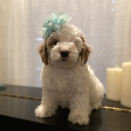 Cavapoo and Poodle Puppies from Sac-Town Poodles and Doodles
