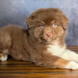 Valentino - Red tri-color male Australian Shepherd puppy in Fultonville, New York from Sandy Aussies, Mini Dachshunds & Pomeranians
