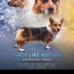 American Corgi, Collie, and Pembroke Welsh Corgi All Grown Up from Voneida Collies & Corgis