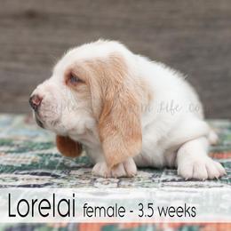 Lorelai - Red and white female Basset Hound puppy in Jefferson City, Missouri from Triple Hill Farm