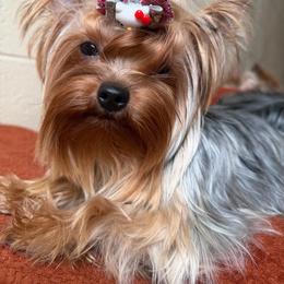 Elora - Blue and gold female Yorkshire Terrier puppy in Daggett, Michigan from Hetzel’s Enchanted Yorkies (Michigan)