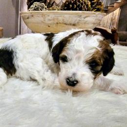 Juneau - Brown and white female Bernedoodle puppy in Forest, Ohio from Mini Doodle Buddies