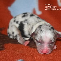 Pearl - Blue merle female Miniature Australian Shepherd puppy in Patterson, North Carolina from DreamLine Aussies