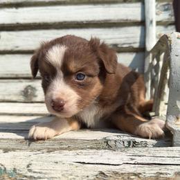 Coral - Red tri female Miniature Australian Shepherd puppy in Licking, Missouri from Burnett Aussies