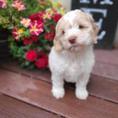 Bernedoodle and Double Doodle Puppies from Cloud Nine Doodles