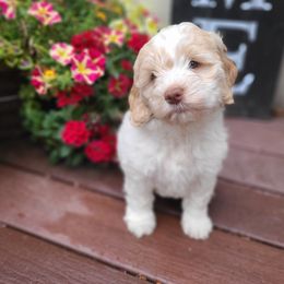Bernedoodle and Double Doodle Puppies from Cloud Nine Doodles