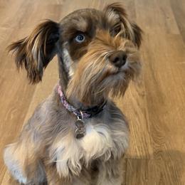 Miniature Schnauzers from Violet’s Meadows