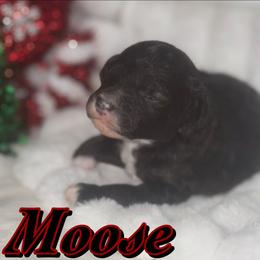 Moose - Parti male Poodle puppy in Saint Cloud, Florida from Rising Star Kennels