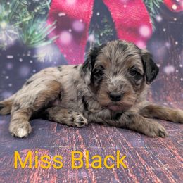 Miss Black - Merle female Labradoodle puppy in Lebanon, Pennsylvania from Robertson's Retrievers and Doodles