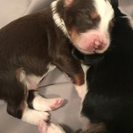 Australian Shepherd Puppies from Thousand Hills Australian Shepherds