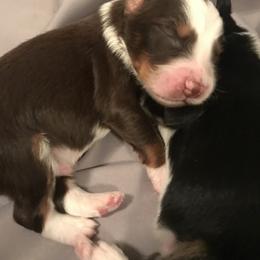 Australian Shepherd Puppies from Thousand Hills Australian Shepherds