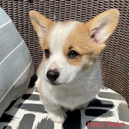 Pembroke Welsh Corgi Puppies from Corgipuppystore