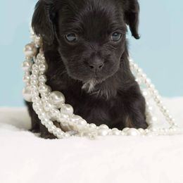 Cockapoo Puppies from Eden Dog