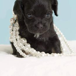 Cockapoo Puppies from Eden Dog