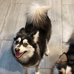 Lola - Pomsky