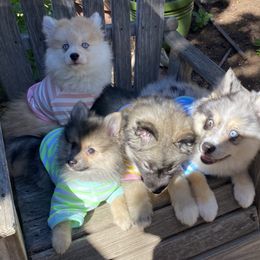 Pomsky and Siberian Husky Puppies from Pine and Sea Pomskies