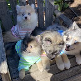 Pomsky and Siberian Husky Puppies from Pine and Sea Pomskies