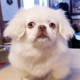Doll - Pekingese