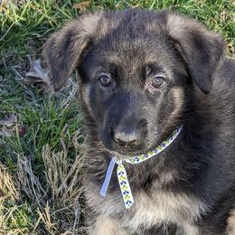 German Shepherds from Aljan v. Pashen Kennels