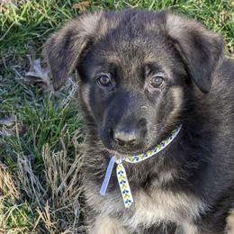 German Shepherds from Aljan v. Pashen Kennels