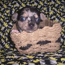 TwoFace (3250) - Blue merle male Chihuahua puppy in Tomball, Texas from Katie's Krew