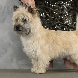 Border Collie, Boston Terrier, and Cairn Terrier All Grown Up from Stoneridge kennel
