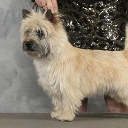 Border Collie, Boston Terrier, and Cairn Terrier All Grown Up from Stoneridge kennel