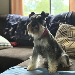Miniature Schnauzer puppies from Parsons’ Kennels