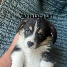 Pretty Precious Momma's Girl - Black and tan female Pembroke Welsh Corgi puppy in Blaine, Tennessee from Rose Brier Pembroke Welsh Corgis