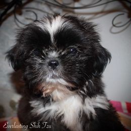 Girl 1 (Skunk) - Red Shih Tzu puppy in Ft Mc Coy, Florida from Everlasting Shih Tzu