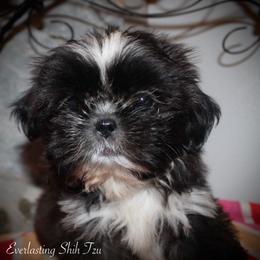 Girl 1 (Skunk) - Red Shih Tzu puppy in Ft Mc Coy, Florida from Everlasting Shih Tzu