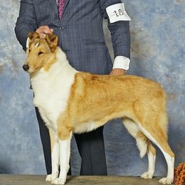 Caroline - Collie