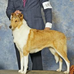 Caroline - Collie