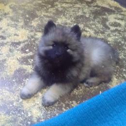 Keeshond Puppies from Hocking Hills Keeshonds