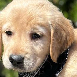 Boston Cream - Golden Retriever puppy from Frankly Golden