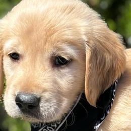 Boston Cream - Golden Retriever puppy from Frankly Golden