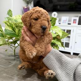 Black - Red  male Goldendoodle puppy in Bakersfield, California from Lavish Doodles