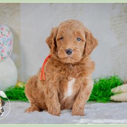 Blaze - Red  male Goldendoodle puppy in Connersville, Indiana from Deaz Doodle Ranch
