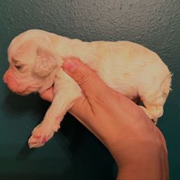 Yellow boy - Cream male Cockapoo puppy in Covington, Louisiana from MyKy Puppies