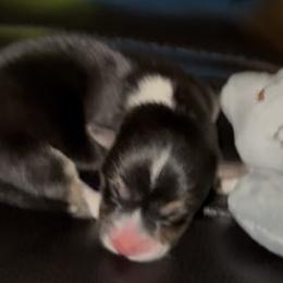AKC Grey - Black and tan female Pembroke Welsh Corgi puppy in Summerfield, Florida from Promise Land Farm