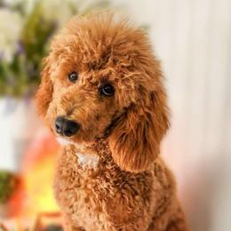 Goldendoodles and Poodles from Country Trail Pups