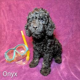 Onyx - Black male Cockapoo puppy in Sunset, Louisiana from Cano Cockapoos