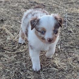 Cannoli - Red merle female Toy Australian Shepherd puppy in Mountain Home, Idaho from LJK Boxers & Toy Aussies