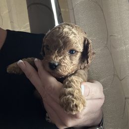 Firecracker (blue collar boy) - Brown male Cavapoo puppy in Modesto, California from Molly n Friends