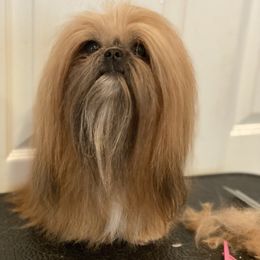 Jack  - Shih Tzu