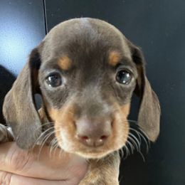 Bisquick-Girl 4 - Piebald female Dachshund puppy in Bigfork, Minnesota from Dachshunds Up North