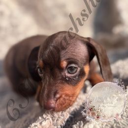 Autumn - Chocolate and tan female Dachshund puppy in Lufkin, Texas from CSW Dachshunds
